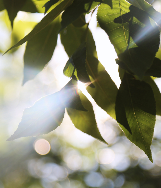  <h4><span style="color: rgb(45,155,173);" class="custom-color-rte"><span class="bnym-corp-druk-bold-eyebrow"><span class="font-druk"><span class="size-h4"><span class="size-h1">IN THE COMMUNITY</span></span></span><br>
</span></span><span class="font-publico-pro"><span style="color: rgb(0,36,61);"><span class="size-h1">Delaware Hospice</span></span></span></h4>
<p><span class="size-h4"><br>
Since 1982, Delaware Hospice has been helping individuals and families facing serious illness. Serving the state of Delaware and southern Chester and Delaware counties in Pennsylvania, more than 160,000 patients and families have relied on them during life’s most difficult times. Our Greenville office is honored to be one of its supporters.</span></p>
