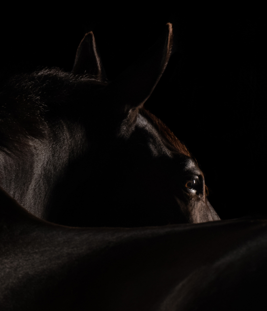  <h4><span style="color: rgb(45,155,173);" class="custom-color-rte"><span class="bnym-corp-druk-bold-eyebrow"><span class="font-druk"><span class="size-h4"><span class="size-h1">IN THE COMMUNITY</span></span></span><br />
 </span></span><span class="font-publico-pro"><span style="color: rgb(0,36,61);"><span class="size-h1">Pin Oak Charity Horse Show</span></span></span></h4>
<p><span class="size-h4"><b>Benefitting Texas Children's Hospital</b></span></p>
<p> </p>
<p><span class="size-h4">BNY Wealth is a proud sponsor of the Pin Oak Charity Horse Show since 2024, with support going to the Texas Children’s Hospital. Over its seven-decade history, the show has raised millions and BNY Wealth is committed to enhancing this partnership through expanded volunteering, increased fundraising and broader awareness.</span></p>
